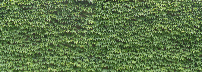 Green ivy covered wall texture background - obrazy, fototapety, plakaty