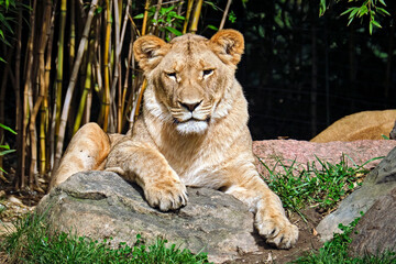 Obraz premium Löwe ( Panthera leo ).
