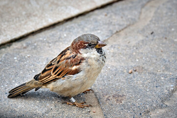 Haussperling ( Passer domesticus ) – auch Spatz oder Hausspatz.