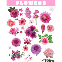 pink flowers collection isolated vector illustration 