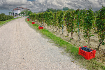 Harvest of blue grapes