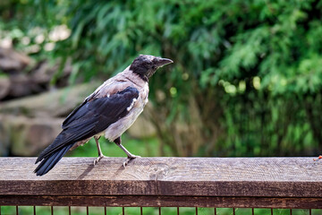 Nebelkrähe ( Corvus cornix ).
