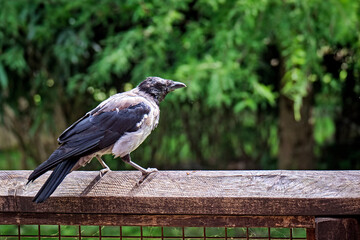 Nebelkrähe ( Corvus cornix ).