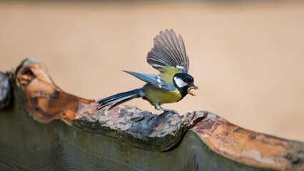 Blue tit sits on a fence and has an insect in its beak