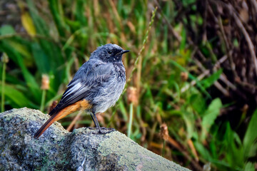 Hausrotschwanz ( Phoenicurus ochruros ).