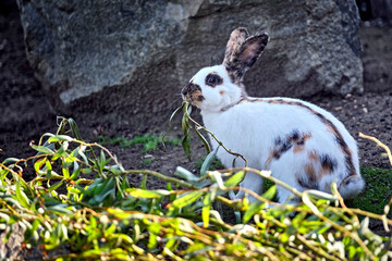 Hauskaninchen - Rheinische Schecke ( Oryctolagus cuniculus forma domestica ).