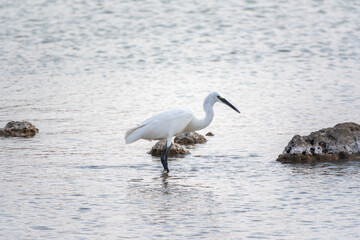 The small white heron or Little egret stands in the lake