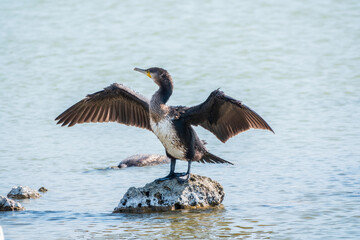Great cormorant, Phalacrocorax carbo, sits on stone and dries its wings on the wind.