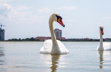 Two Graceful white Swans swimming in the lake, swans in the wild