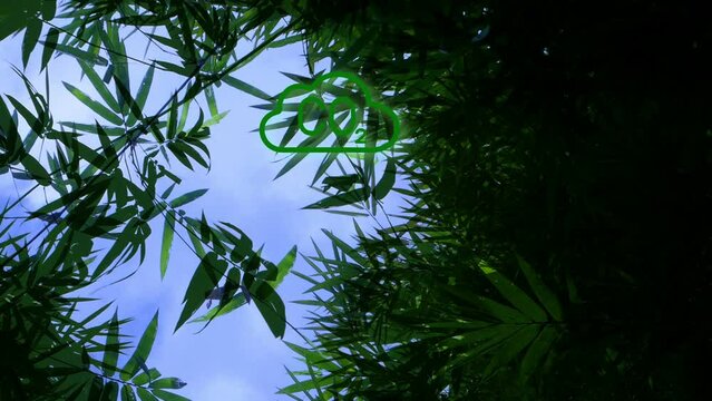  Bamboo CO2.mov