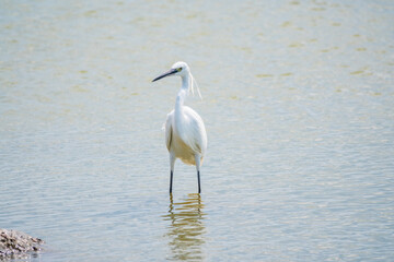 The small white heron or Little egret stands in the lake