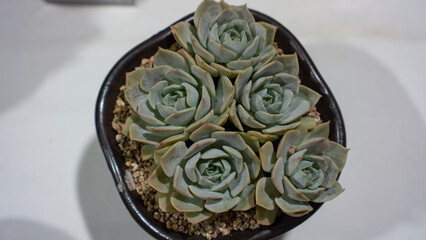 potted echeveria fleur blanc