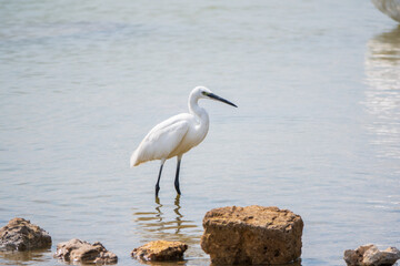 The small white heron or Little egret stands in the lake