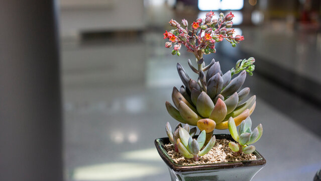 potted pachyphytum ovefeum