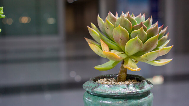 potted echeveria agavoides