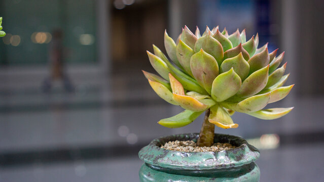 potted echeveria agavoides