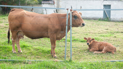 Vacas marrones en pradera verde