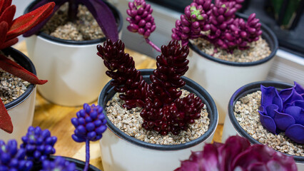 dyed succulents
