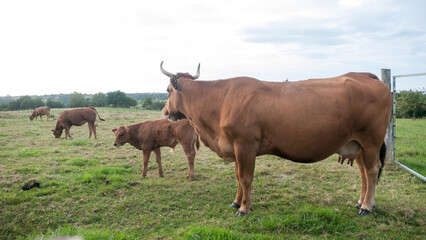 Vacas marrones en pradera verde
