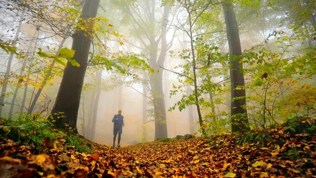 Runner in a forest with autumn colors and misty mood. A slow motion low angle footage showing a man running dynamically towards the camera
