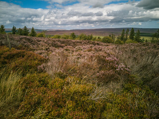 The heather moorland near Cowhouse Bank. It is late summer and the heather is in flower. Large areas of the North Yorkshire Moors turn purple at this time.