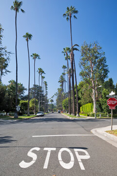 Street in Beverly Hills district, Los Angeles