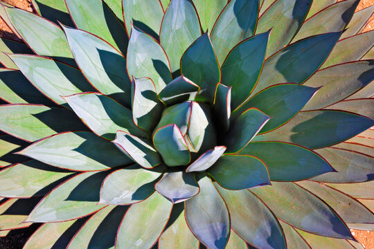 Symmetry of agave leaves