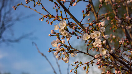 cherry blossoms reflected in the sunset
