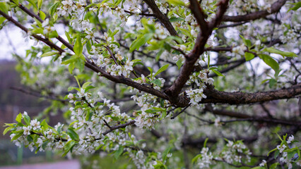 cherry blossom leaves fall and leaves bloom