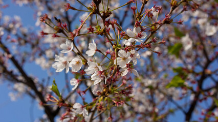 cherry blossoms fall and leaves bloom