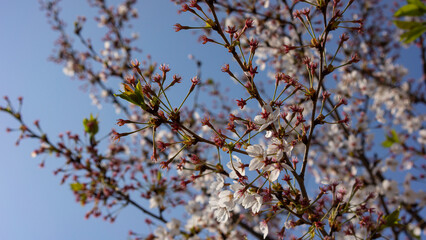 cherry blossoms fall and leaves bloom