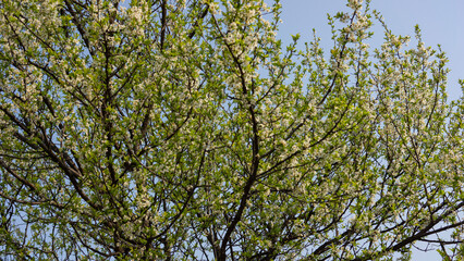 Fototapeta premium cherry blossoms fall and leaves bloom