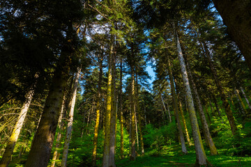 Fototapeta na wymiar Carbon neutral or Carbon net zero concept photo. Lush pine trees in the forest.