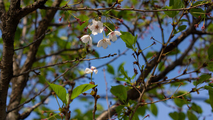 cherry blossoms fall and leaves bloom