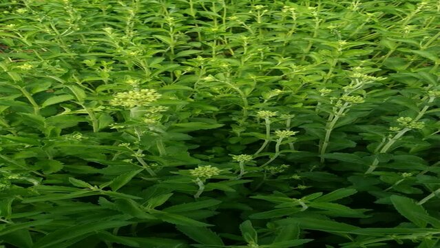 Sweet plant. Stevia rebaudiana. 