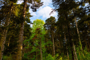 Fototapeta na wymiar Forest background photo. Pine trees. Carbon net zero concept photo