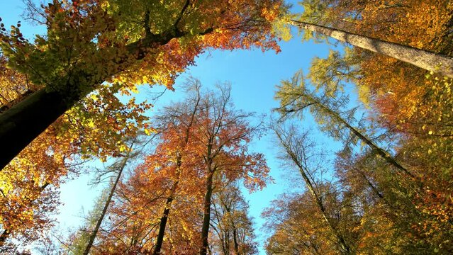 Sunlit colorful treetops in autumn, with clear blue sky, the camera is moving forward under the trees, pointing upwards and slowly rotating
