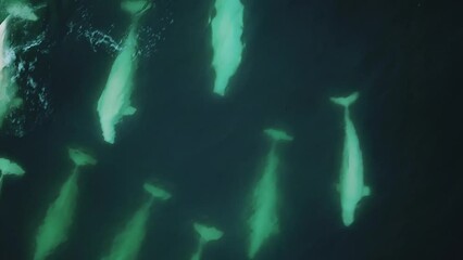 Giant pod of beluga whale (white whale) swimming in Arctic ocean (Svalbard) - Drone Close Up Tracking.