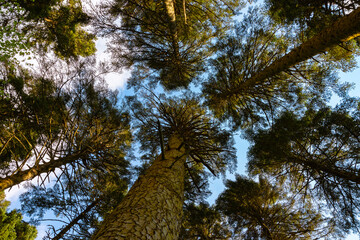Pine trees from below. Forest and nature background. Carbon net zero concept