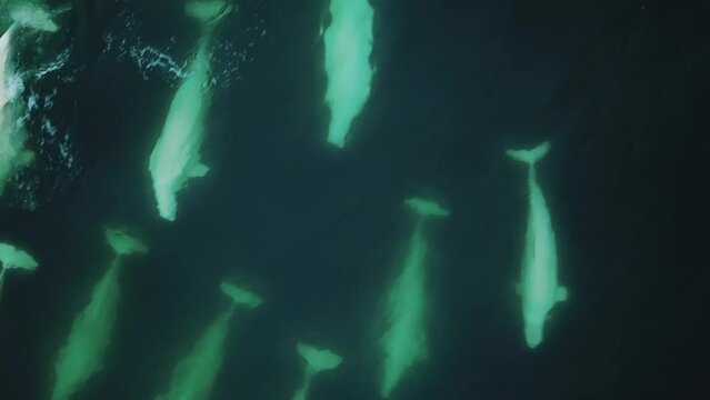 Giant pod of beluga whale (white whale) swimming in Arctic ocean (Svalbard) - Drone Close Up Tracking.