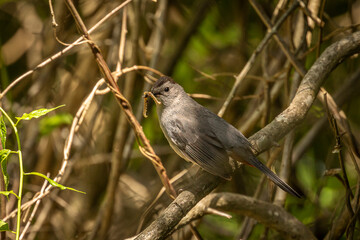 Gray Catbird with a worm for its young