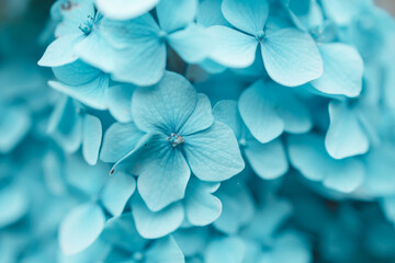 Details of blue petals. Macro photo of hydrangea flower. Beautiful colorful blue texture of flowers for designers. Hydrangea macrophylla. Banner