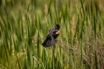 Redwing Blackbird sings in the marsh
