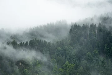 Foto auf Acrylglas Morgen mit Nebel Erstaunliche mystische aufsteigende Nebelwaldbäume Landschaft im Schwarzwald (Schwarzwald) Deutschland Panoramahintergrund - dunkle Stimmung.