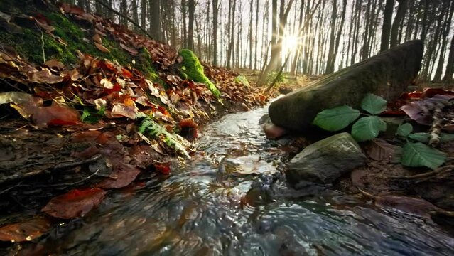 Following a small stream in the forest towards the sun, with a dry autumn leaf gently falling into the water and moving along
