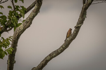 Cedar Waxwing perched on a tree branch