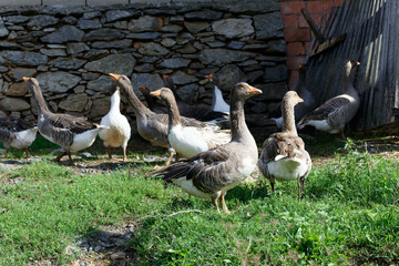 Geese on the farm