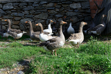 Geese on the farm