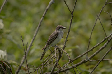 Phoebe perched on a snag in the marsh 