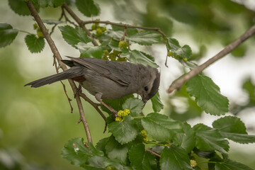 Gray Catbird eating the flowers buds in a Mulberry tree